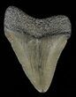 Juvenile Megalodon Tooth #69313-1